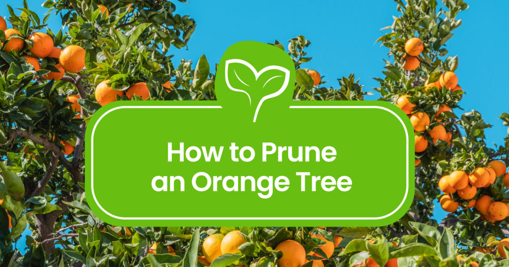 How to Prune an Orange Tree: A Step-by-Step Guide