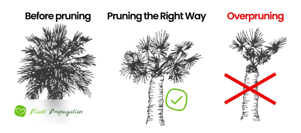 How-to-prune-a-Palm-Tree-the-Right-Way