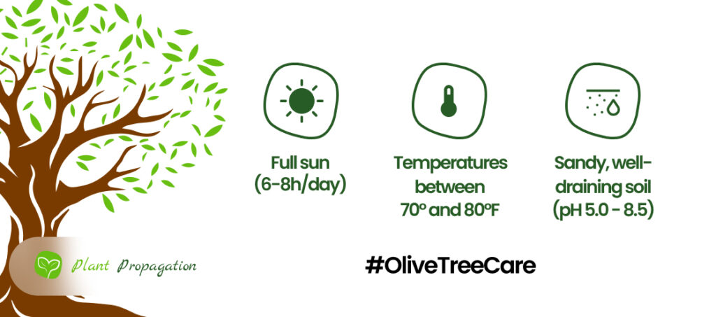 Olive-Tree-Care