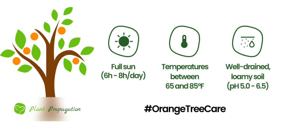 Orange-Tree-Care basics