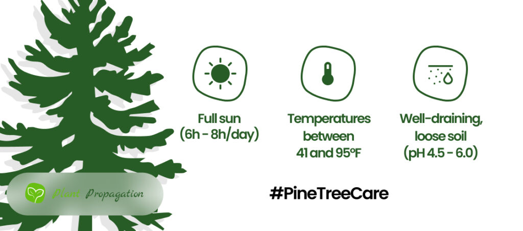 Pruning Pine Trees: A Comprehensive Guide to Healthy Growth