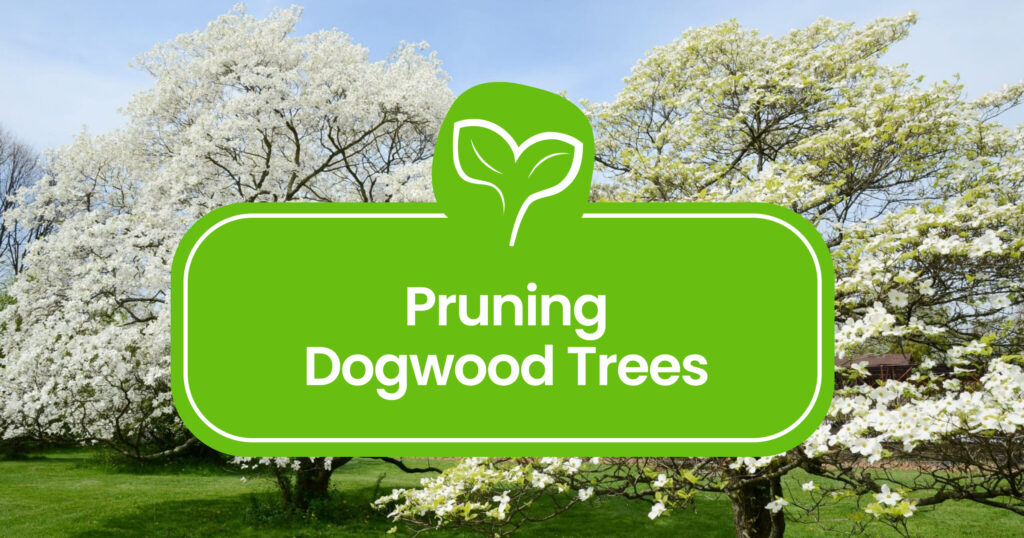 Pruning Dogwood Trees: A Step-by-Step Guide