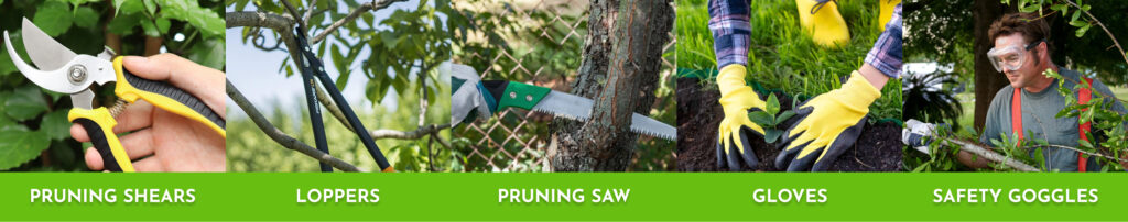 Step-by-Step: How to Prune an Olive Tree