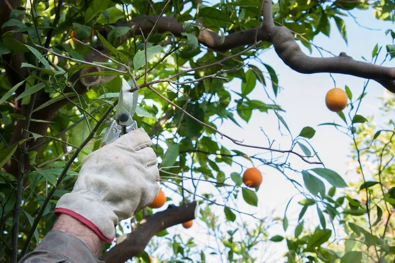 How to prune an orange tree