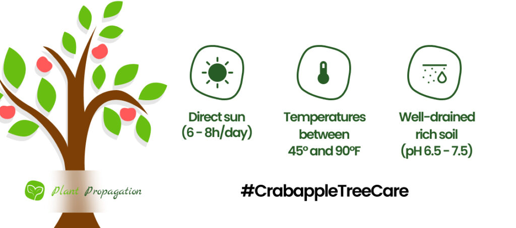 Pruning Crabapple Trees 101: A Complete Guide for Healthy Growth