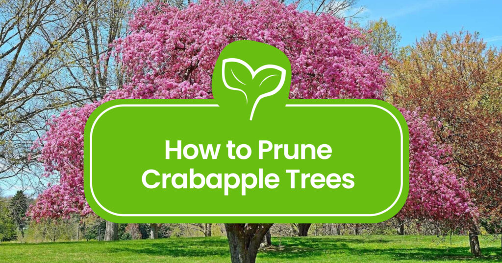Pruning Crabapple Trees 101: A Complete Guide for Healthy Growth