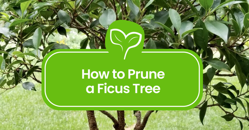 How to Prune a Ficus Tree - The Complete Guide