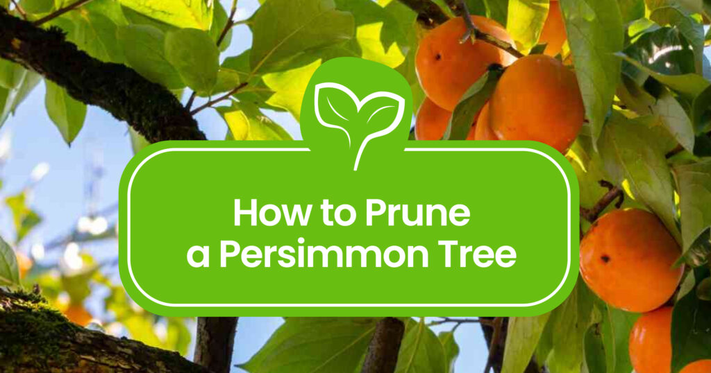How to Prune a Persimmon Tree: Expert Tips for Healthy Growth