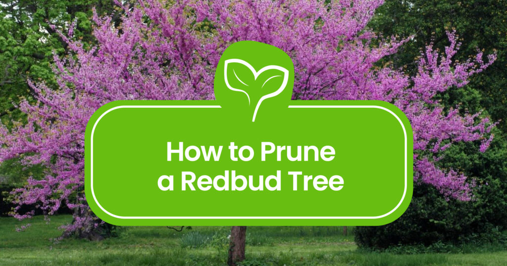 How to Prune a Redbud Tree