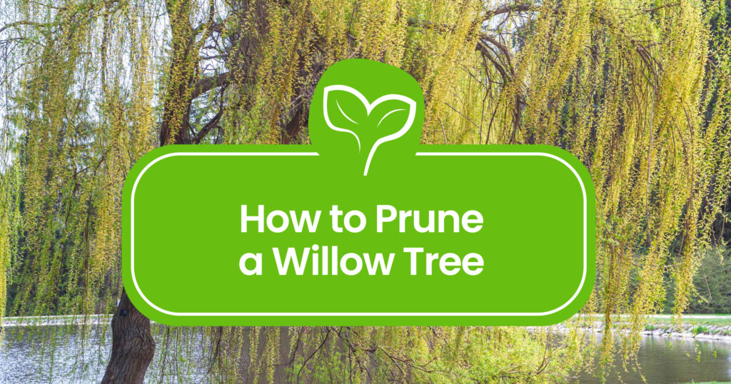 How to Prune a Willow Tree: A Complete Guide for Healthy Growth