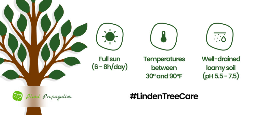 Linden-Tree-Care