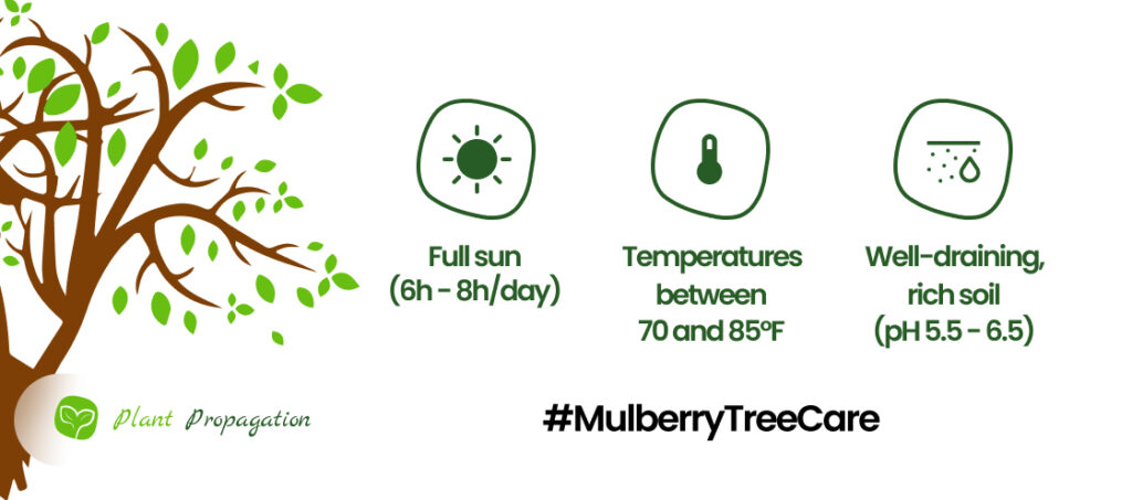 How to Prune a Mulberry Tree: Essential Tips for Healthy Growth