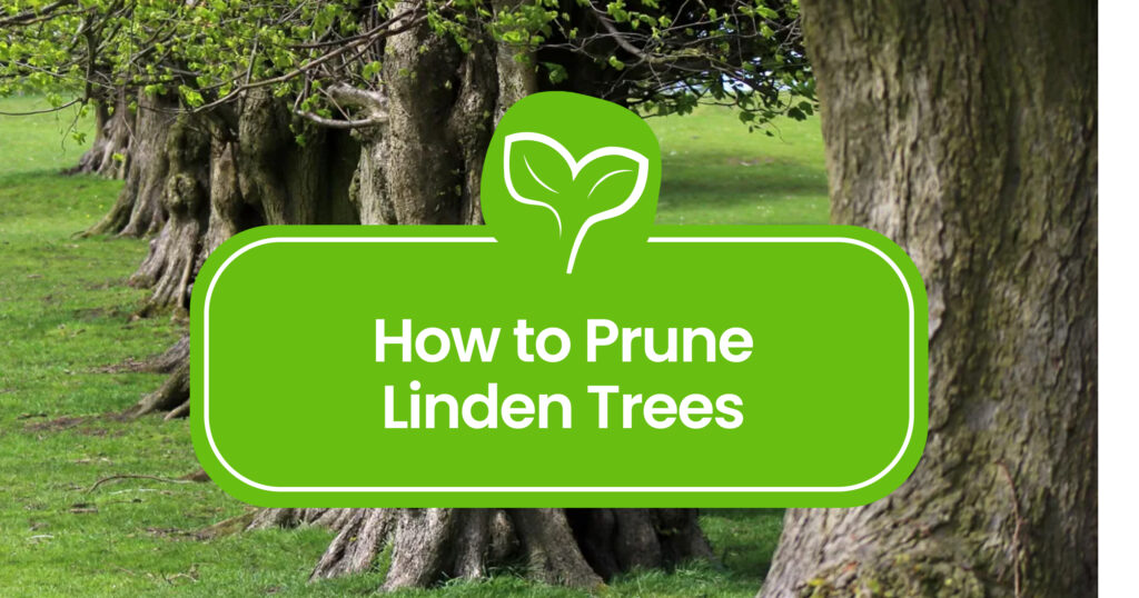 Pruning-Linden-Trees
