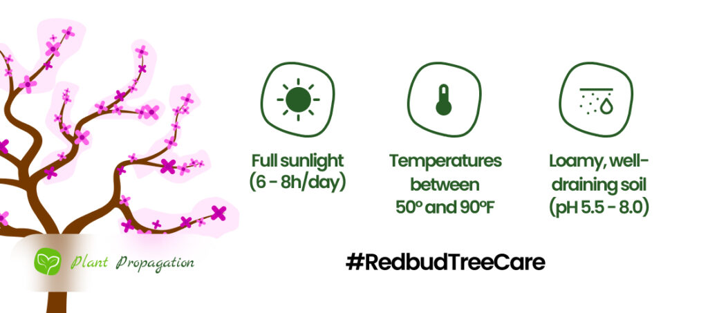Redbud-Tree-Care