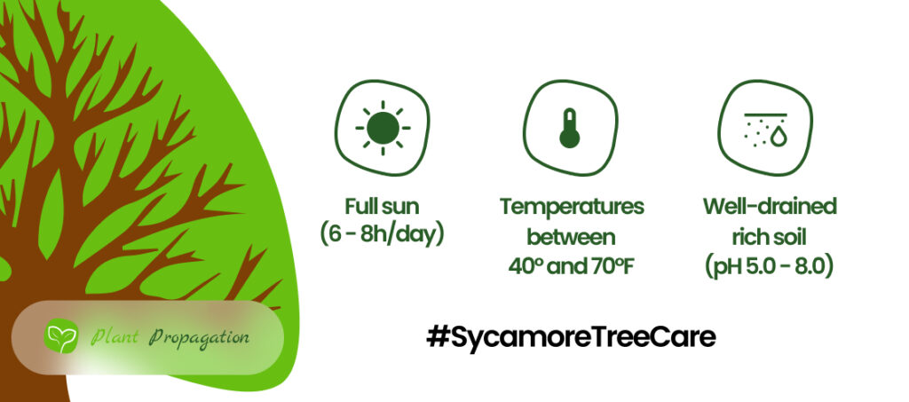 Sycamore-Tree-Care