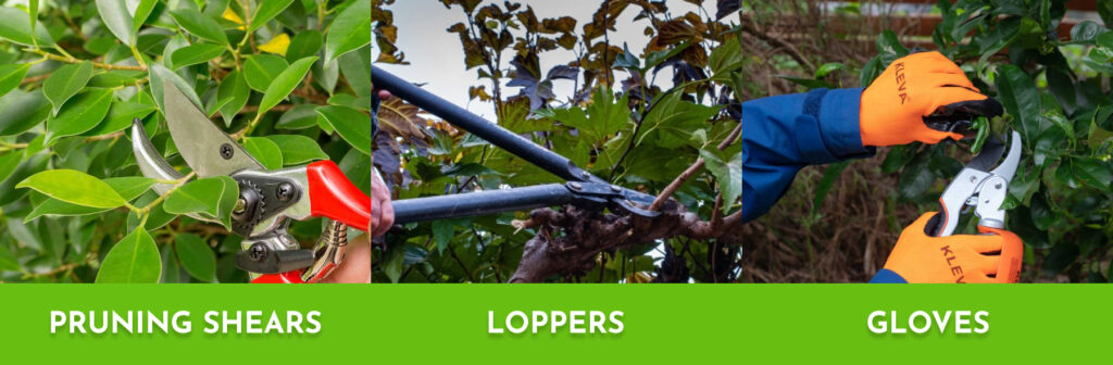 The tools you need for pruning Ficus Trees