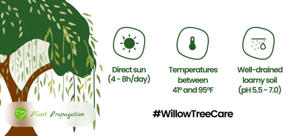 How to Prune a Willow Tree: A Complete Guide for Healthy Growth