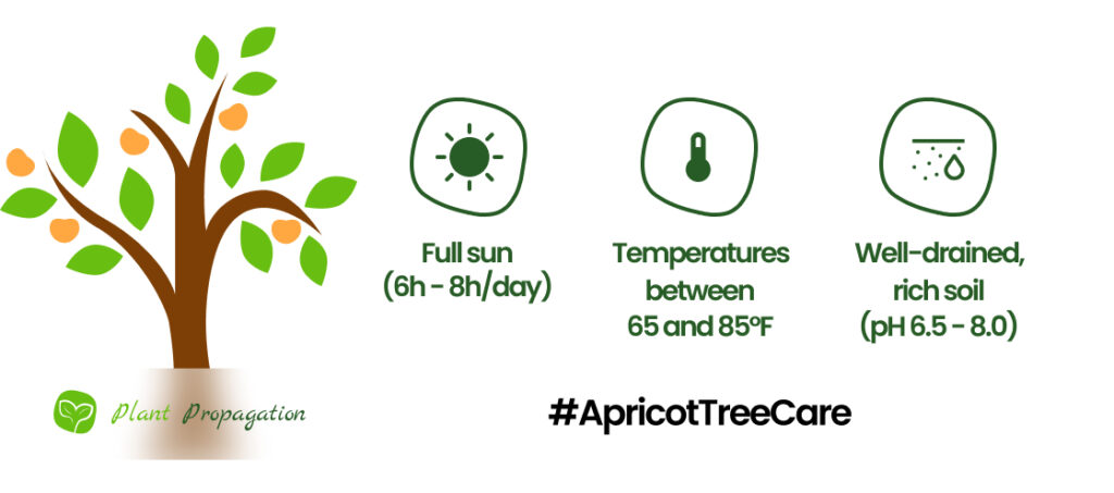 Apricot-Tree-Care