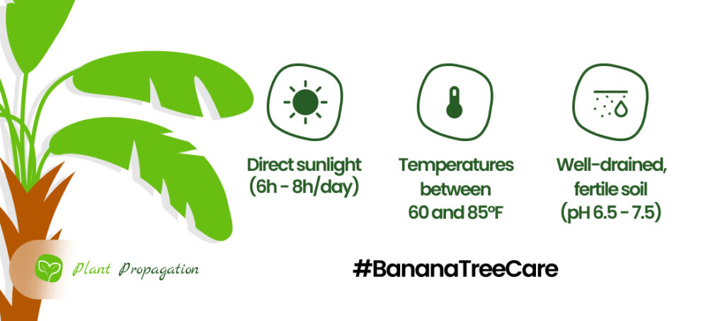 Banana-Tree-Care