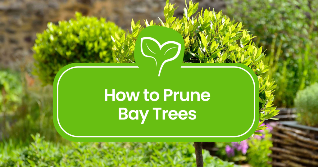 Pruning Bay Trees 101: A Step-by-Step Guide