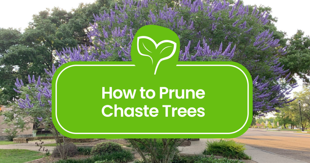 Chaste-Tree-Pruning