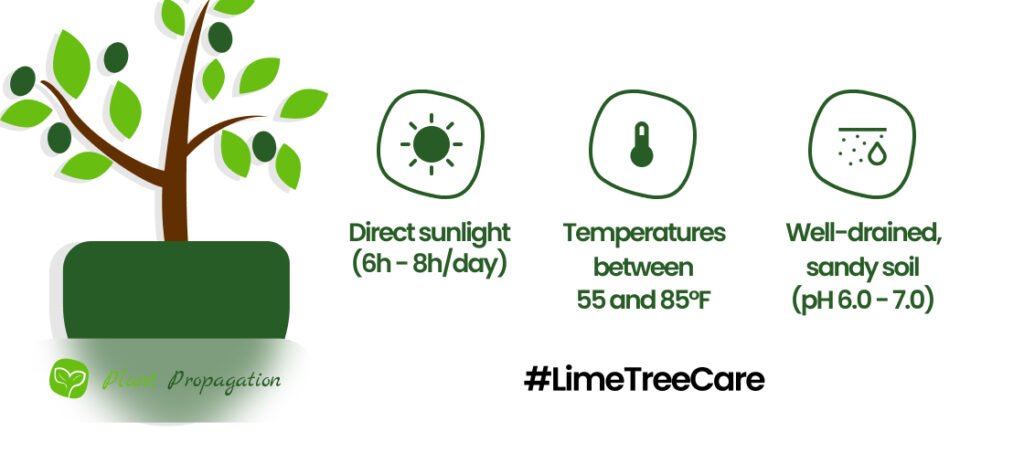 Pruning Lime Trees: A Complete Guide for Healthy Growth