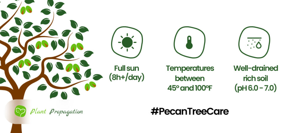 Pecan Tree Care