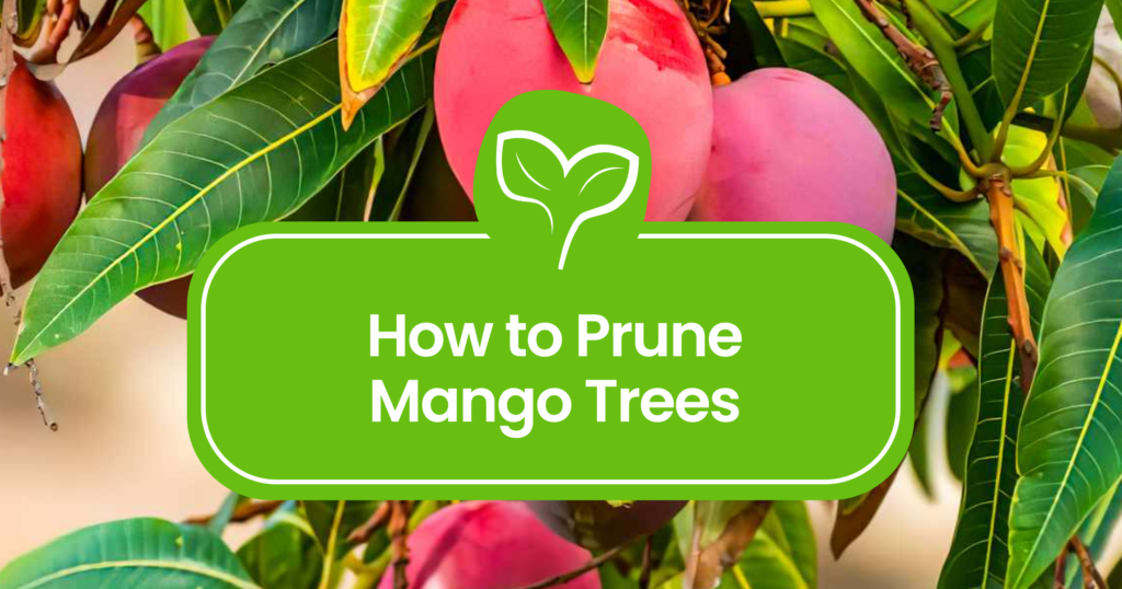 Pruning-Mango-Trees