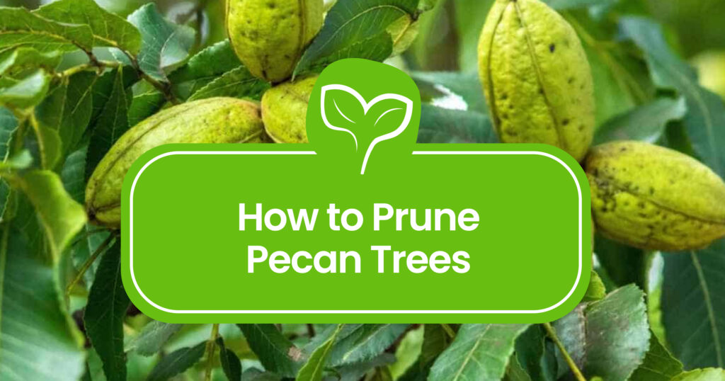 Pruning Pecan Trees 101: A Step-by-Step Guide