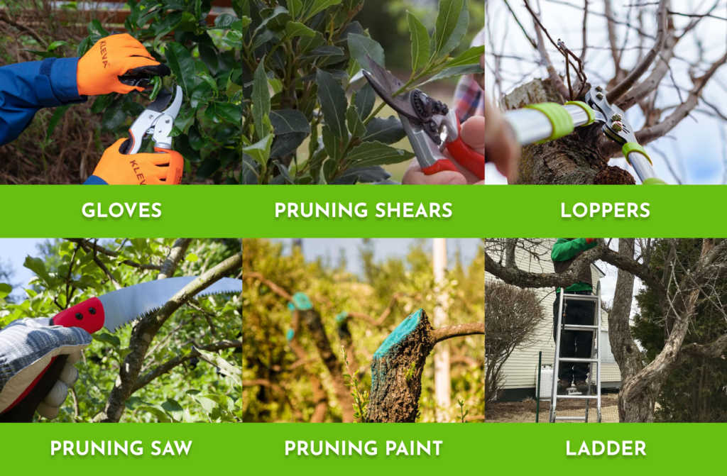 Tools you need for pruning Mango Trees