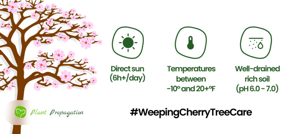 Weeping-Cherry-Tree-Care