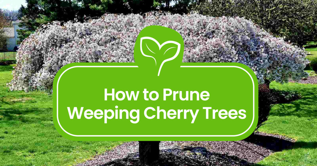 Weeping Cherry Tree Pruning 101: Expert Tips & Techniques