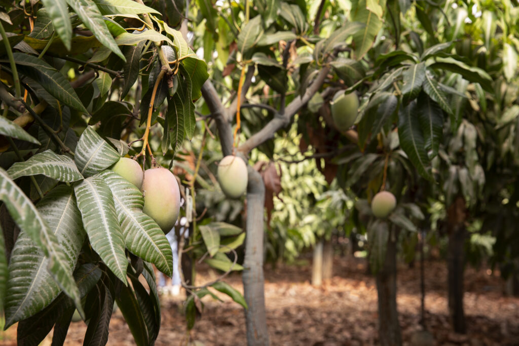 The advantages of Pruning Mango Trees