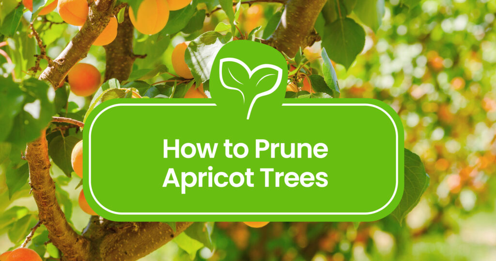 how-to-prune-an-apricot-tree