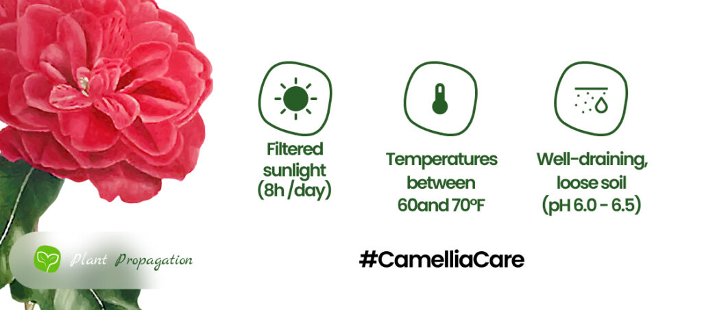 Camellia Care
