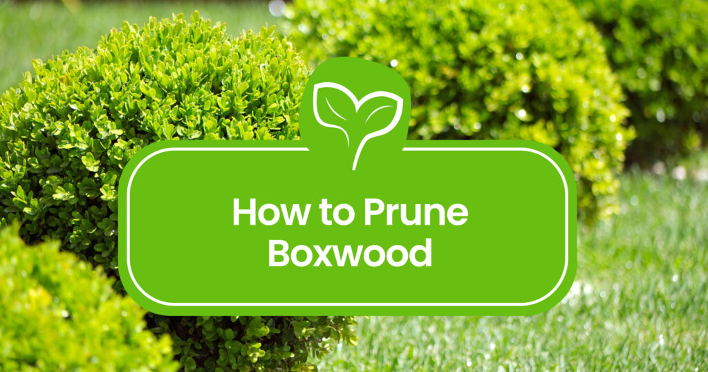 How-to-Prune-Boxwood