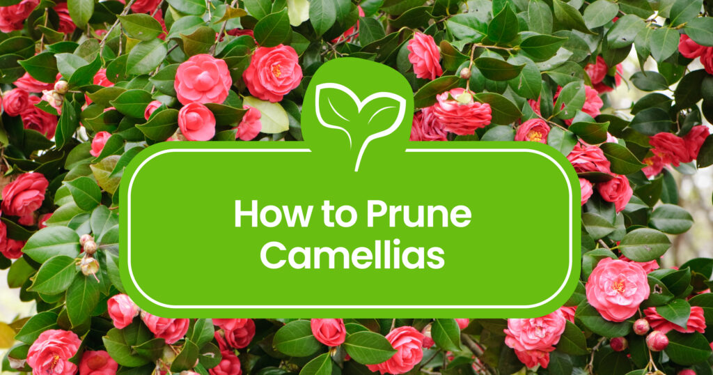 How-to-Prune-Camellias-1