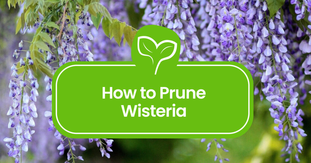 How-to-Prune-Wisteria