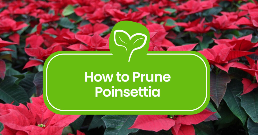 How to Prune a Poinsettia: A Complete Guide