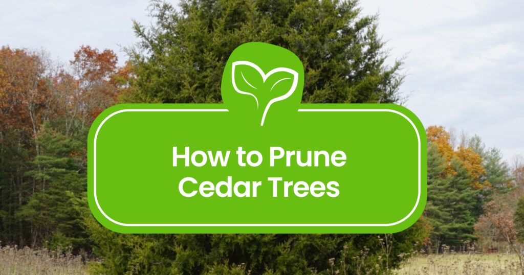 Pruning-Cedar-Trees