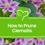 Pruning-Clematis