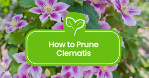 Pruning-Clematis