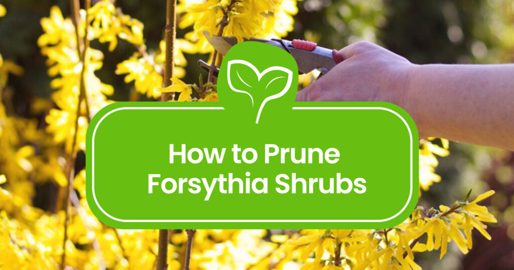Pruning Forsythia 101: Tips and Tricks