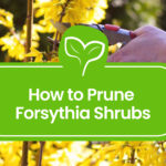 Pruning-Forsythia