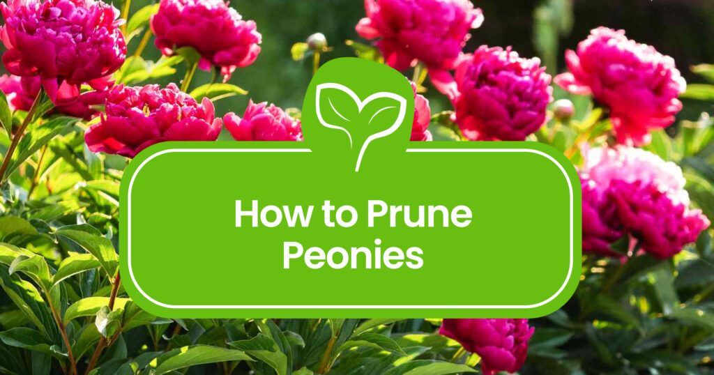 Pruning Peonies the Right Way: A Complete Guide
