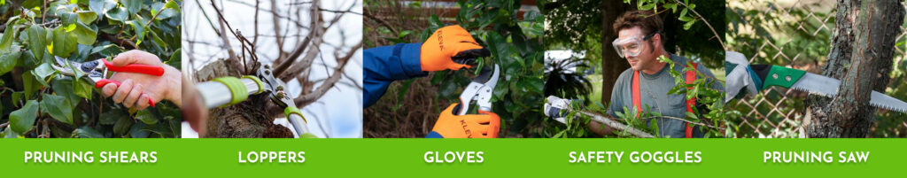The tools you need for pruning Camellias