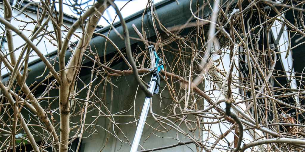 Pruning Wisterias in the Winter