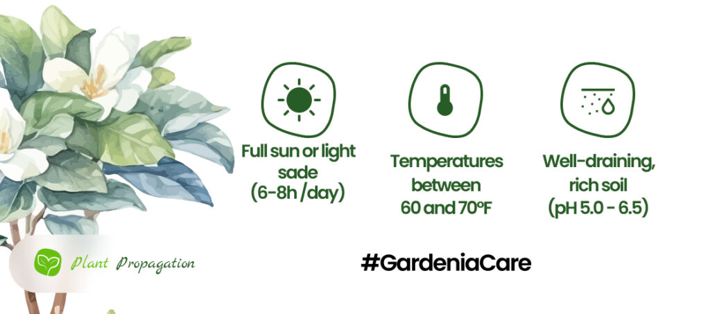 Gardenias-Care