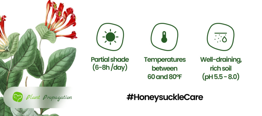 Honeysuckle-Care
