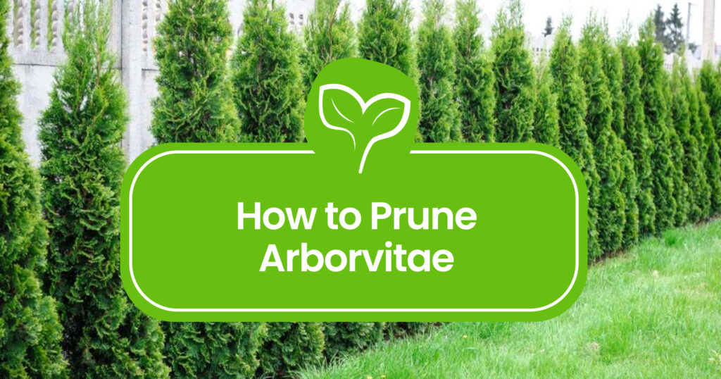 Pruning Arborvitae 101: A Guide to Perfectly Shaped Hedges